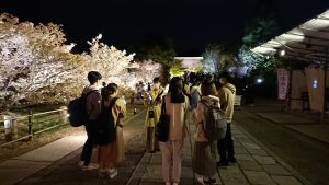 仁和寺「御室桜」ライトアップ企画（学生対象）を開催しました