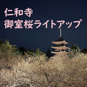 「仁和寺　御室桜ライトアップ」を開催しました！