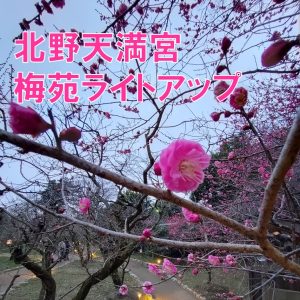 「北野天満宮　梅苑ライトアップ」を開催しました！