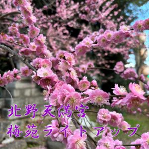 立命館大学生対象「北野天満宮　梅苑ライトアップ」を開催しました！